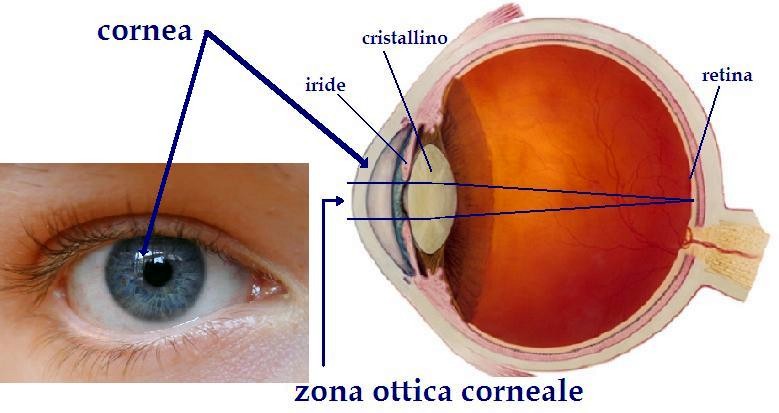 immagine che descrive la posizione della cornea, iride, cristallino e retina